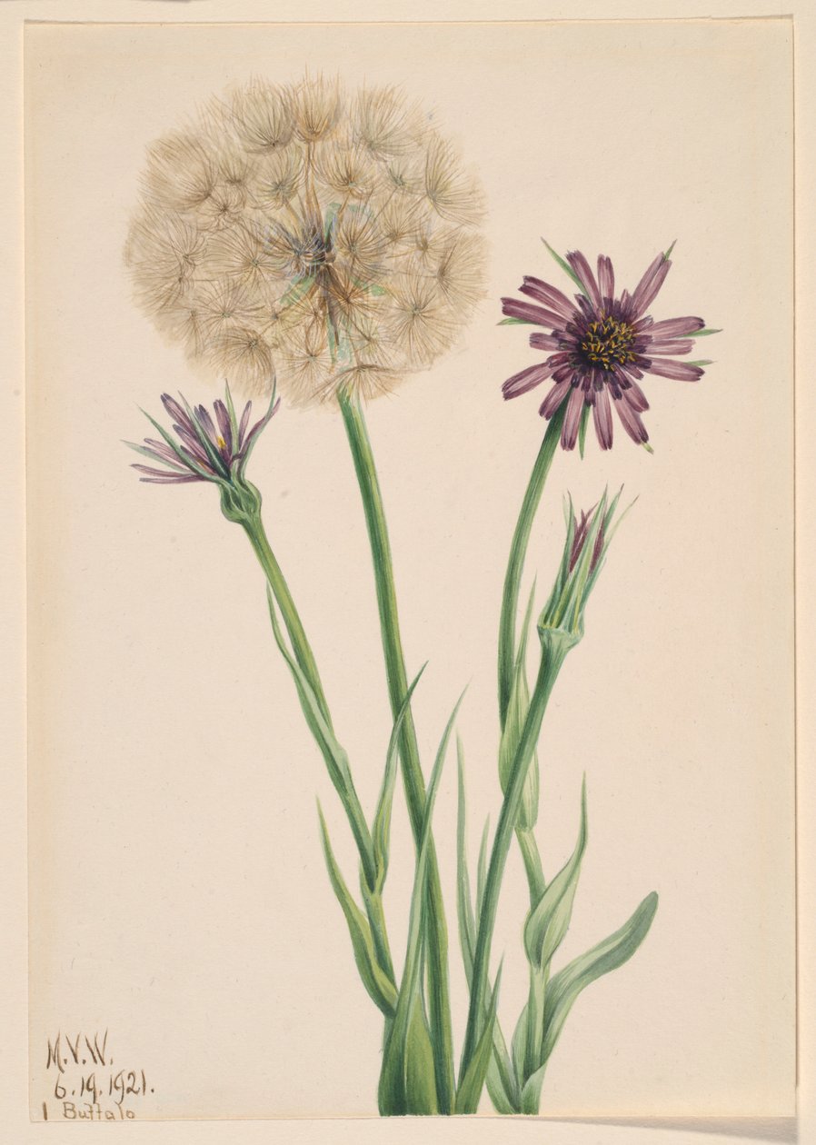 Salsifis (Tragopogon porrifolius) de Mary Vaux Walcott
