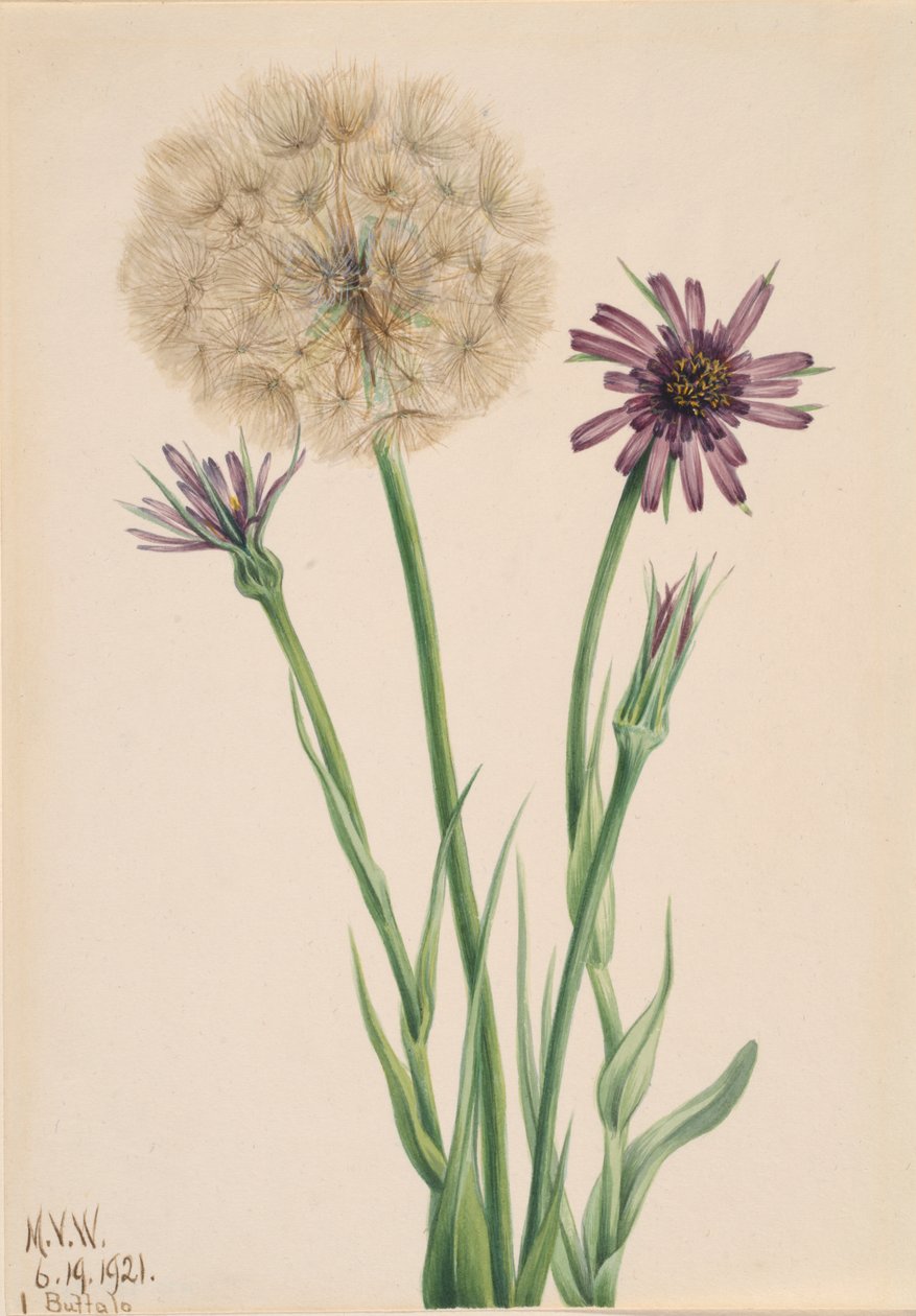 Cercefi Tragopogon porrifolius, 1921. de Mary Vaux Walcott