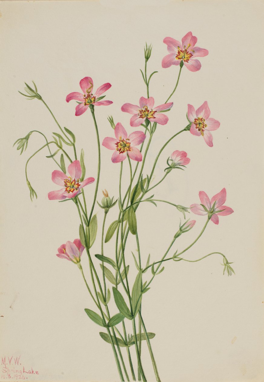 Saltmarsh Rosegentian Sabbatia stellaris, 1926. de Mary Vaux Walcott