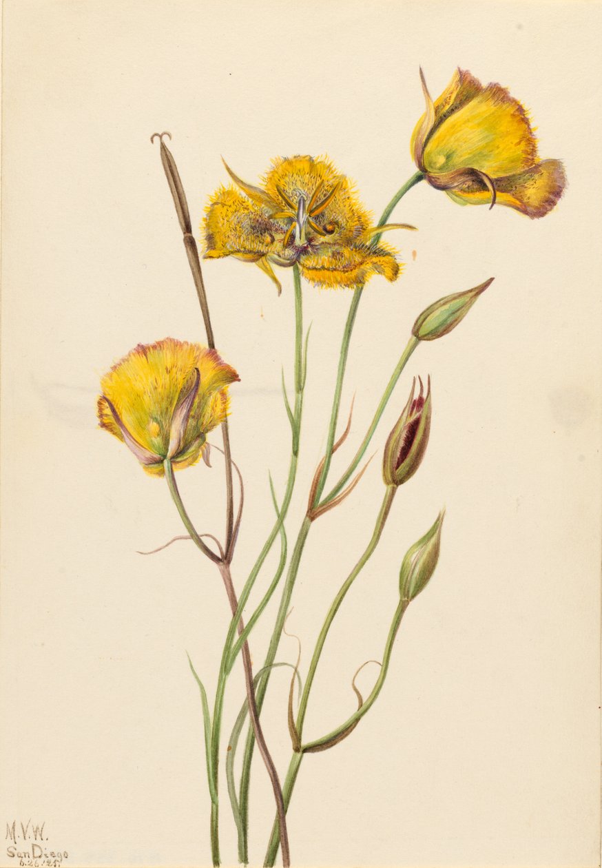Mariposa de San Diego (Calochortus weedii) de Mary Vaux Walcott