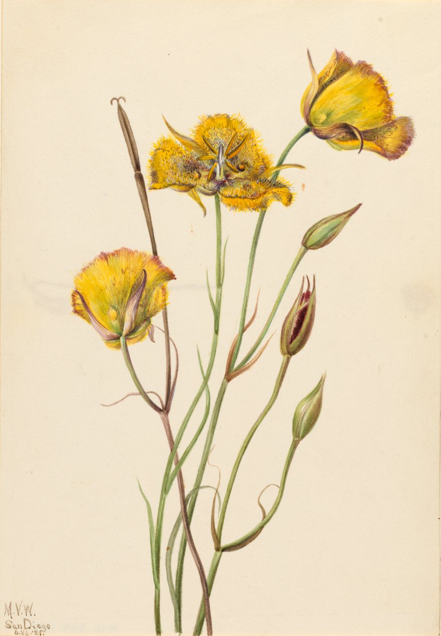 San Diego Butterfly Calochortus erva daninha, 1925. de Mary Vaux Walcott