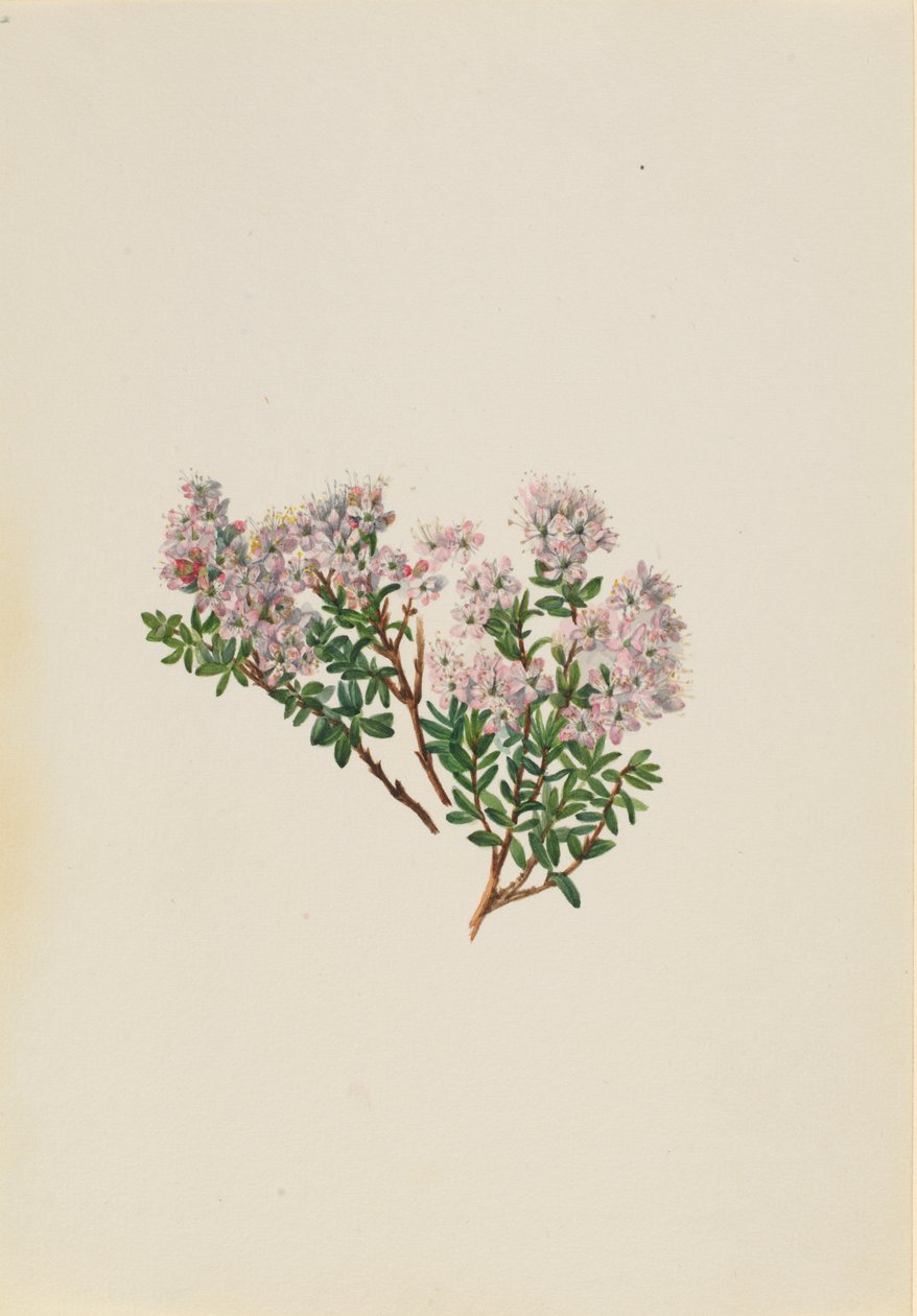 Murta-das-areias (Leiophyllum lyoni) de Mary Vaux Walcott