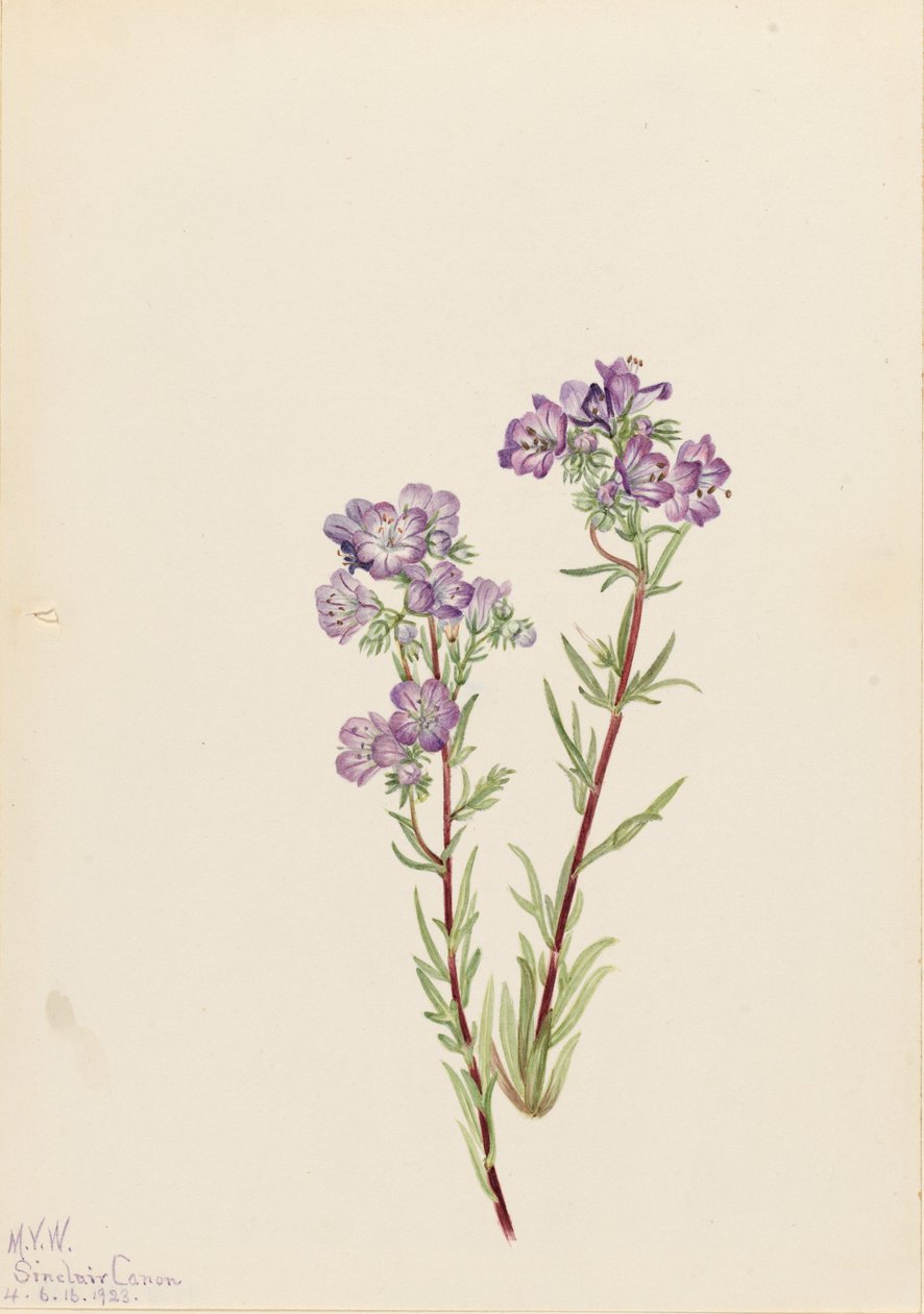 Phacelia de areia (Phacelia linearis) de Mary Vaux Walcott