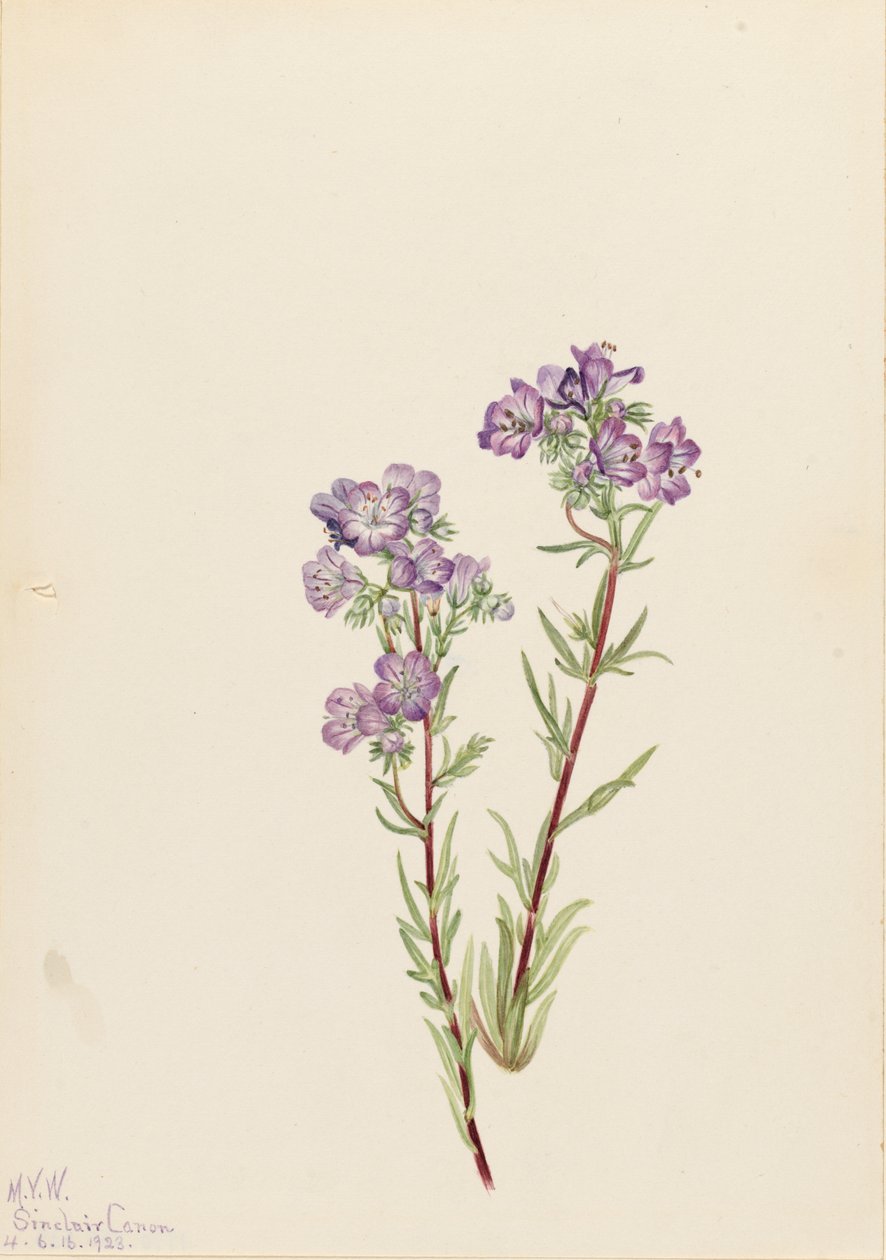 Sand Phacelia Phacelia linearis, 1923. de Mary Vaux Walcott