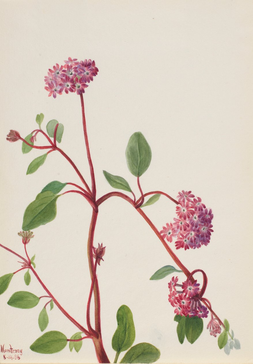 Verbena da areia (Abronia umbellata) de Mary Vaux Walcott
