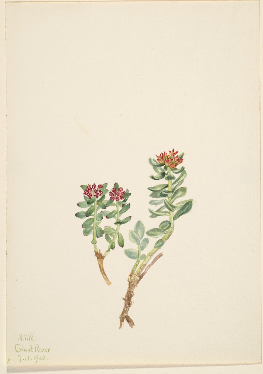 Sanifoiga adscendeus de Mary Vaux Walcott