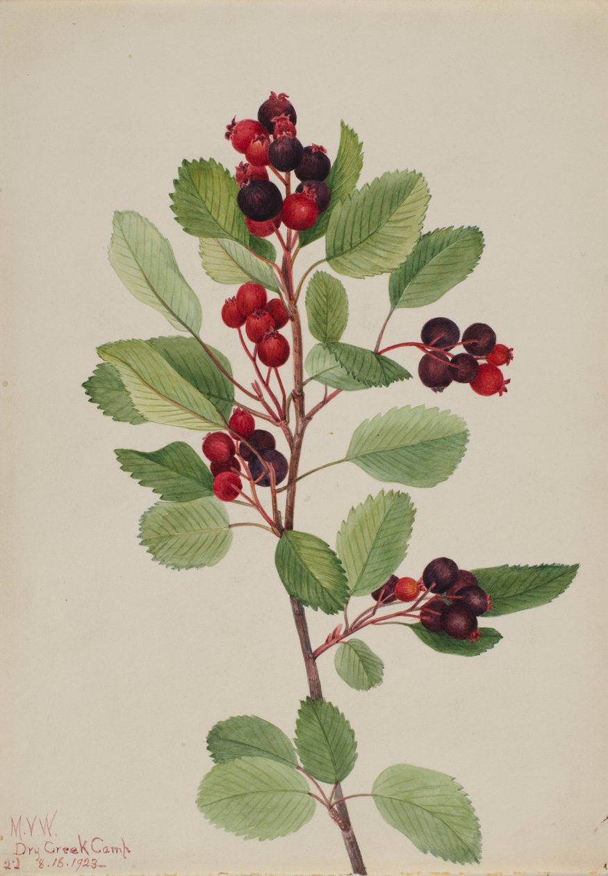 Saskatoon (Amelanchier alnifolia) de Mary Vaux Walcott