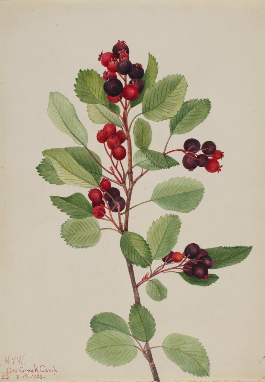 Saskatoon Amelanchier alnifolia, 1923. de Mary Vaux Walcott