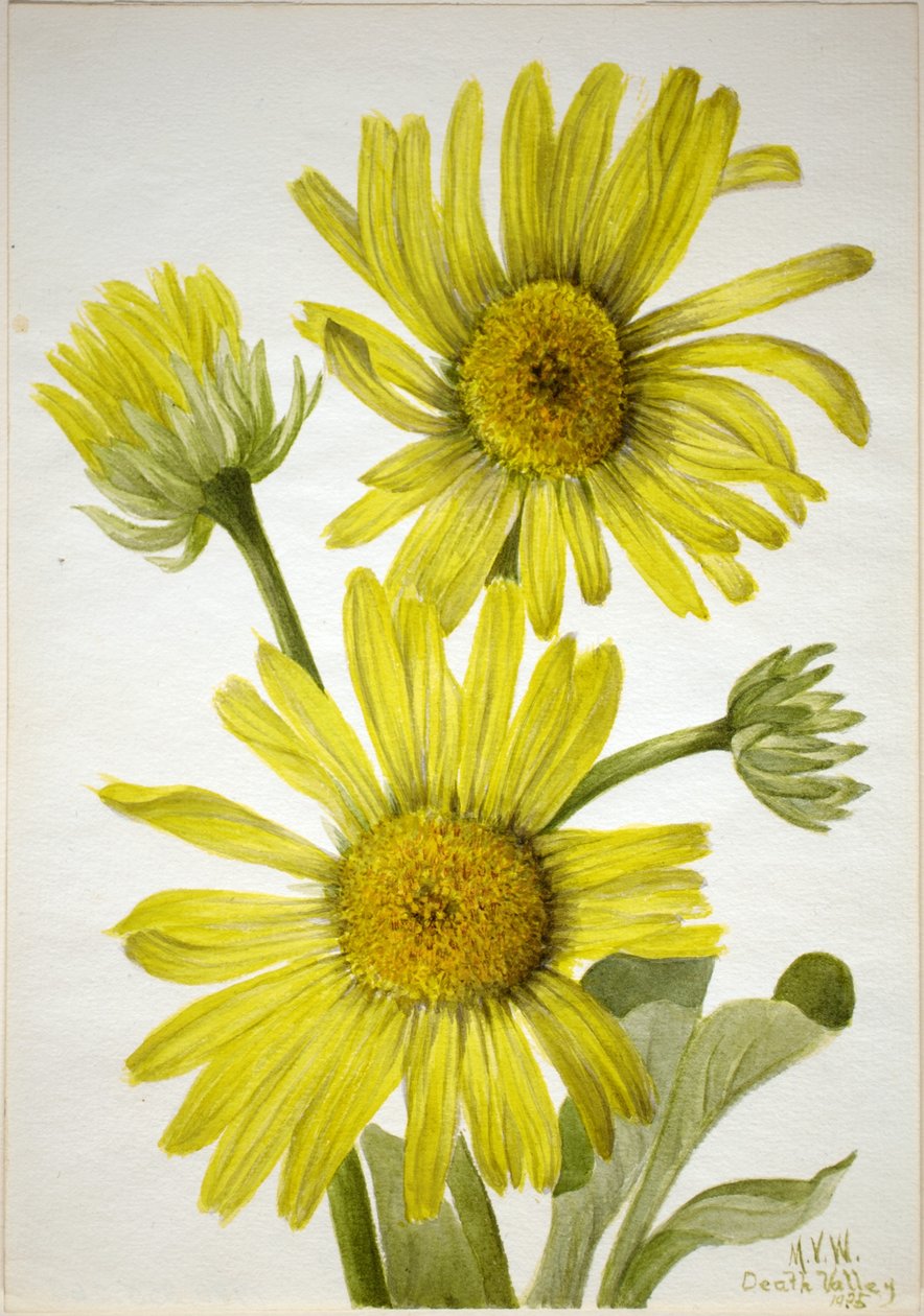 Cabeça-de-dourada-de-folha-acetinada (Enceliopsis covillei) de Mary Vaux Walcott