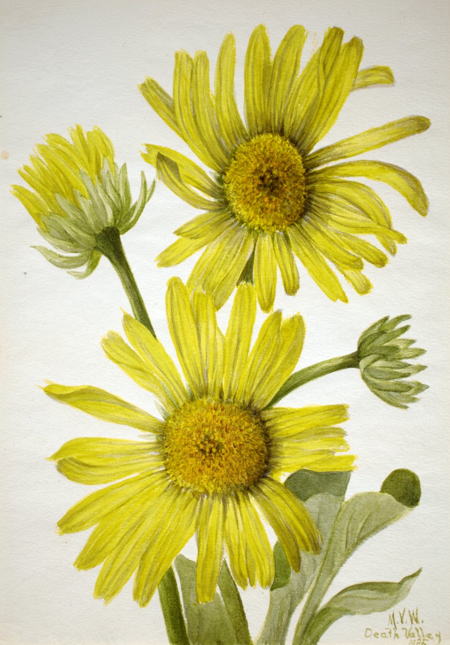 Enceliopsis covillei de Cabeça de Ouro acetinada, 1935. de Mary Vaux Walcott