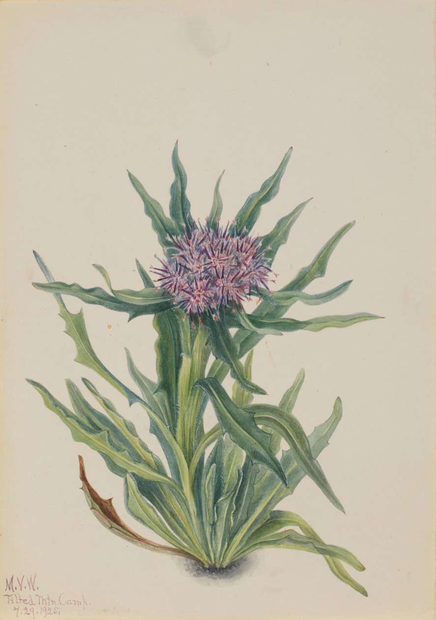 Saussurea (Saussurea densa) de Mary Vaux Walcott
