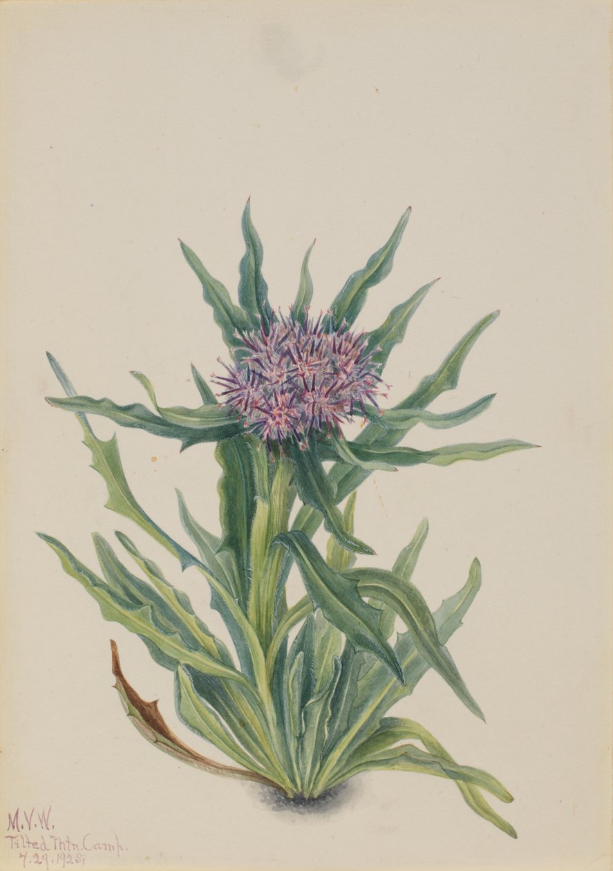 Saussurea Saussurea densa, 1925. de Mary Vaux Walcott