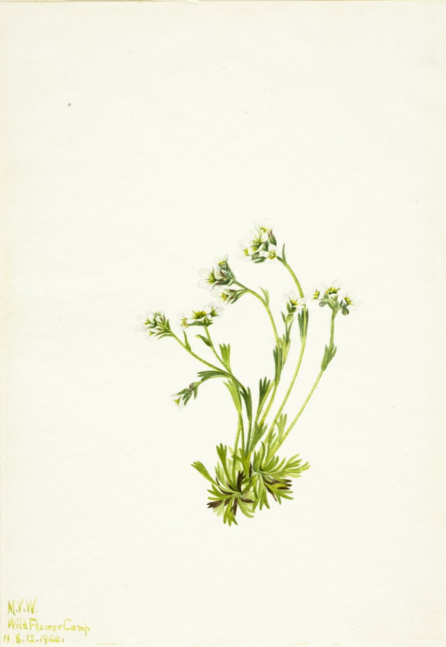 Saxifrage Saxifraga caespitosa, 1924. de Mary Vaux Walcott