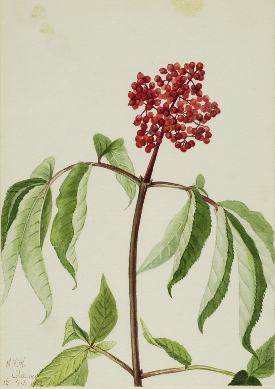 Sabugueiro-escarlate (Sambucus pubens) de Mary Vaux Walcott