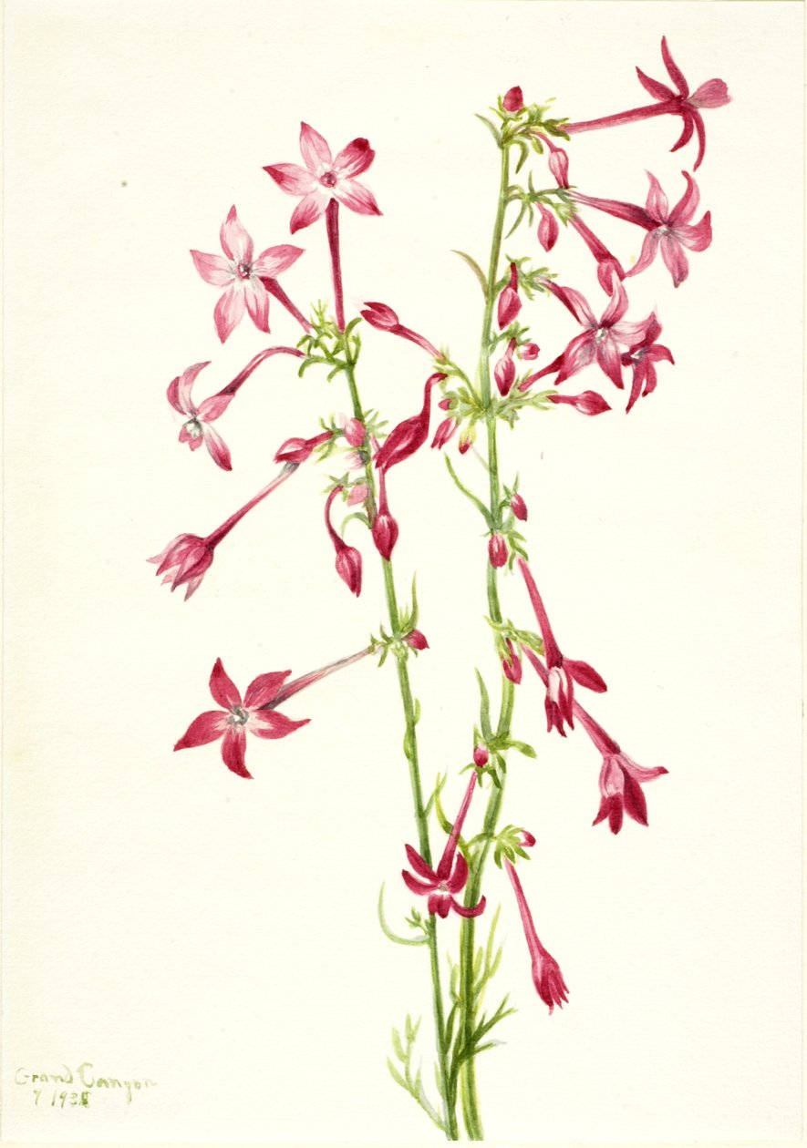 Scarlet Gilia agregado, 1935. de Mary Vaux Walcott