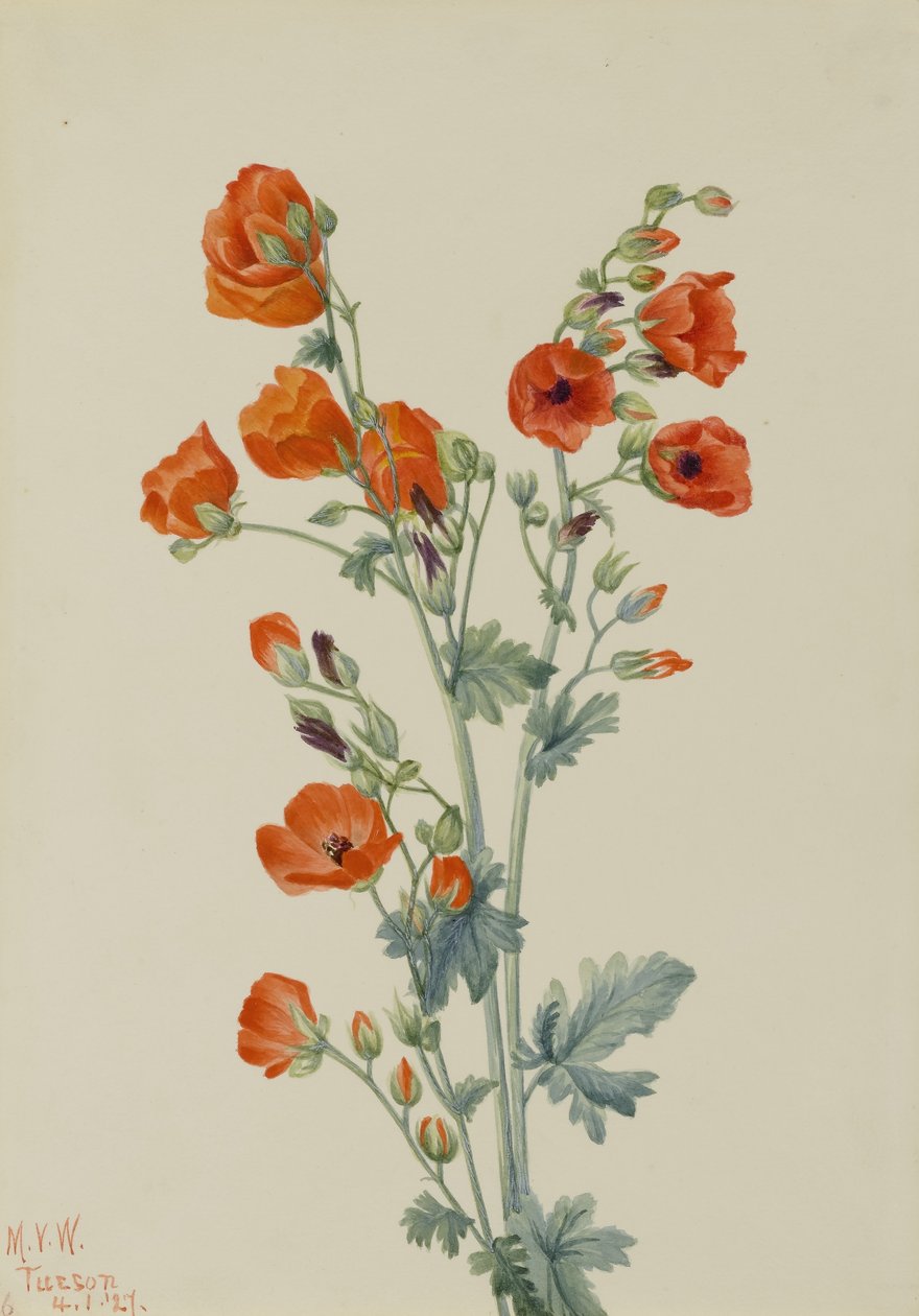 Malva globo escarlate (Sphaeralcea grossulariaefolia) de Mary Vaux Walcott