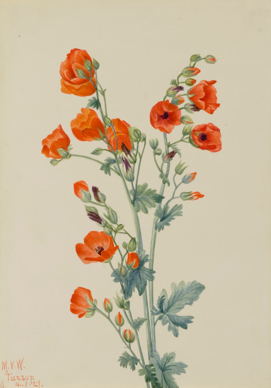 Scarlet Globe Mallow Sphaeralcea grossulariaefolia, 1927. de Mary Vaux Walcott