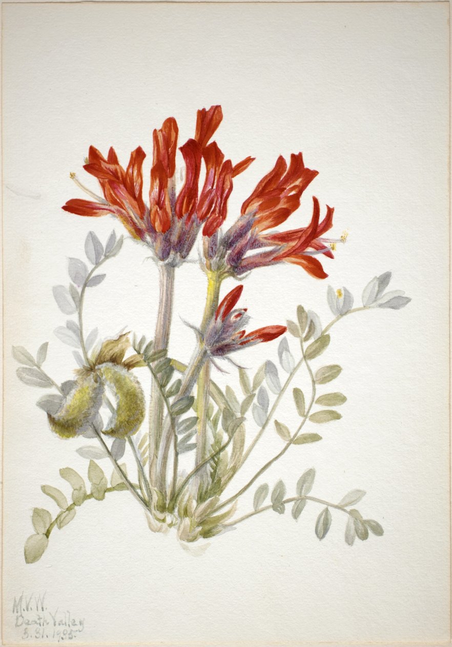 Loco escarlate (Astragalus coccineus) de Mary Vaux Walcott