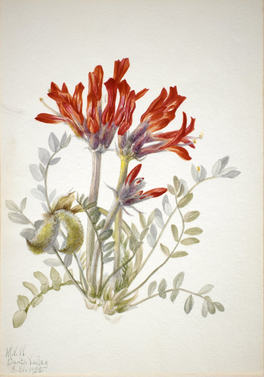 Escarlate Escarlate Astragalus coccineus, 1935 de Mary Vaux Walcott