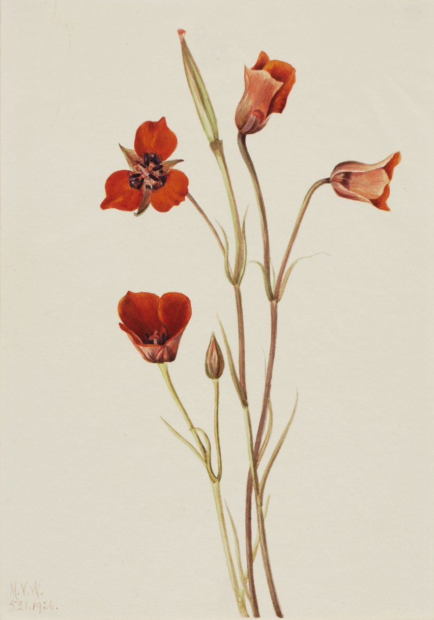 Mariposa escarlate (Calochortus kennedyi) de Mary Vaux Walcott