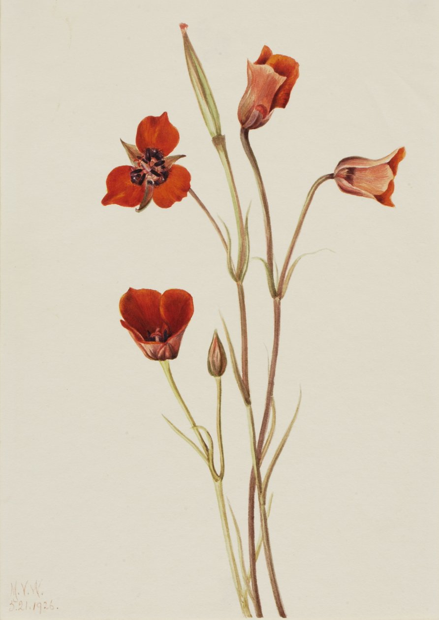 Scarlet mariposa Calochortus kennedyi, 1926. de Mary Vaux Walcott