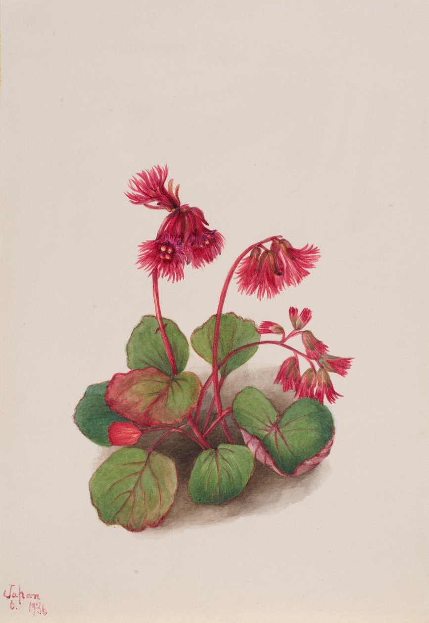 Schizocodon soldanelloides de Mary Vaux Walcott