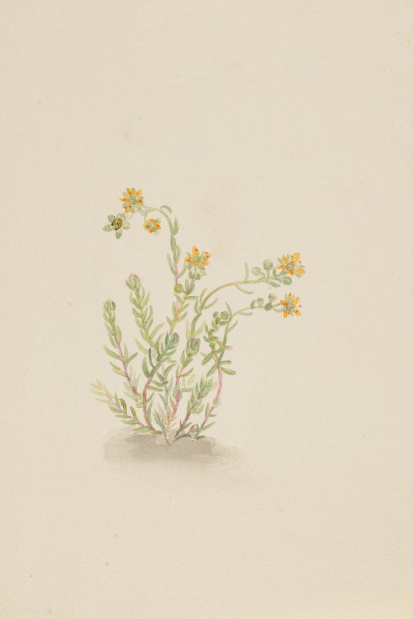 Sedum stenopetalum, ca. 1917-1918. de Mary Vaux Walcott