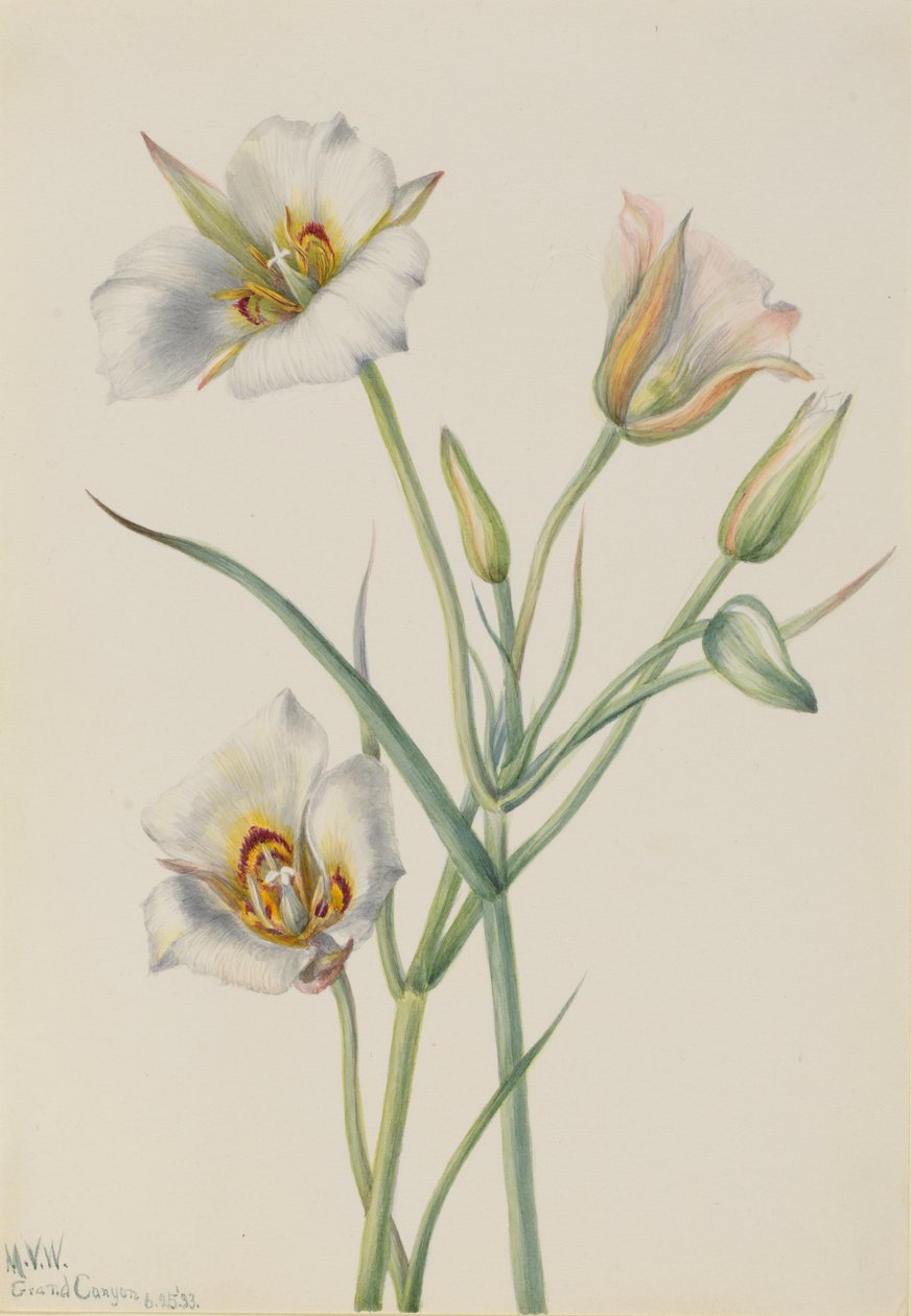 Lírio de Sego (Calochortus nuttallii) de Mary Vaux Walcott
