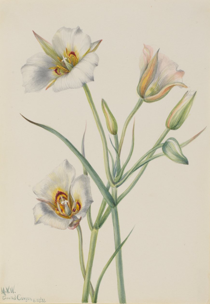 Sego Lily Calochortus nuttallii, 1933. de Mary Vaux Walcott