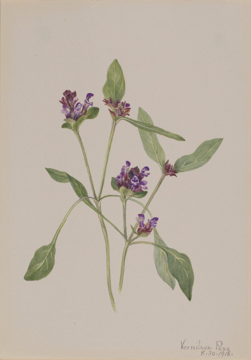 Auto-cura (Prunella vulgaris) de Mary Vaux Walcott