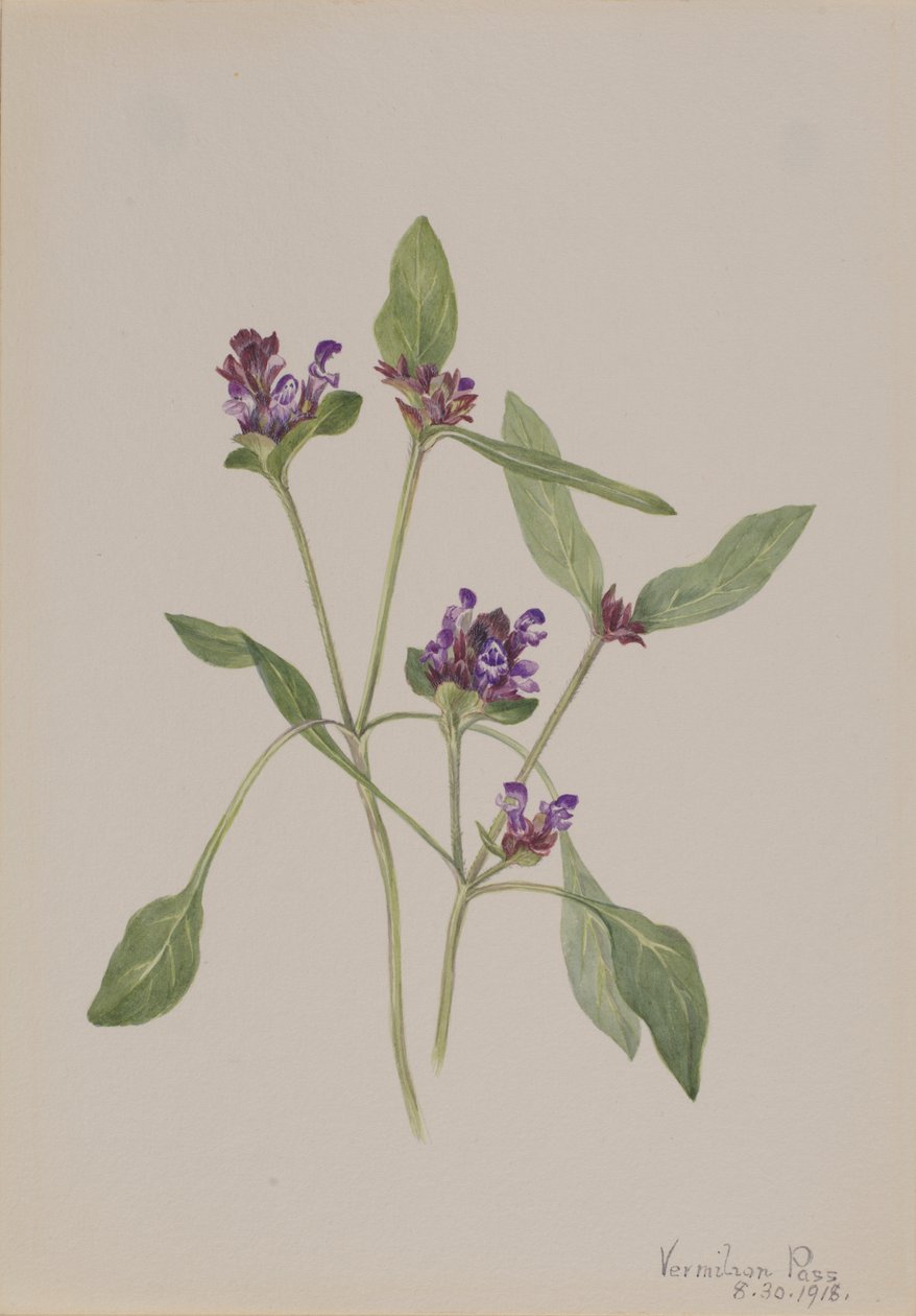 Autocura Prunella vulgaris, 1918. de Mary Vaux Walcott