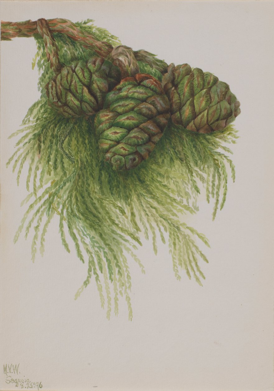 Sequoia (Sequoia gigantea) de Mary Vaux Walcott