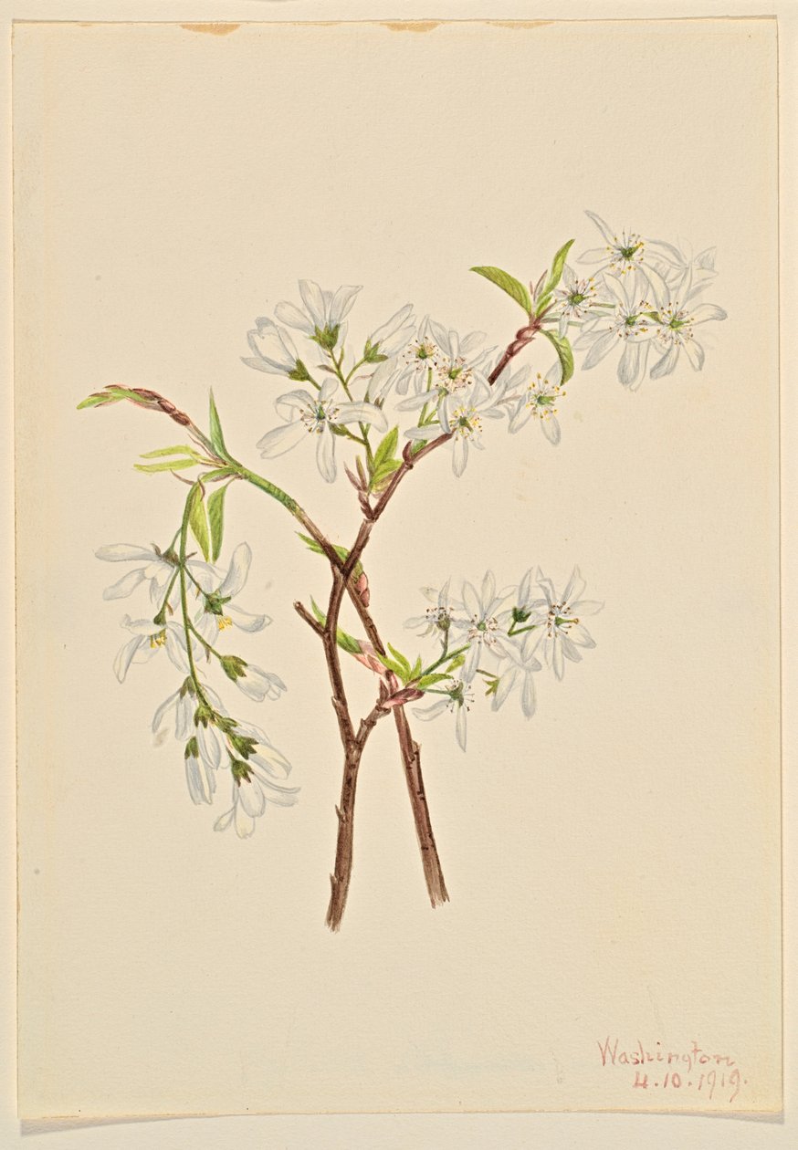 Sável (Amelianchier oblongifolia) de Mary Vaux Walcott
