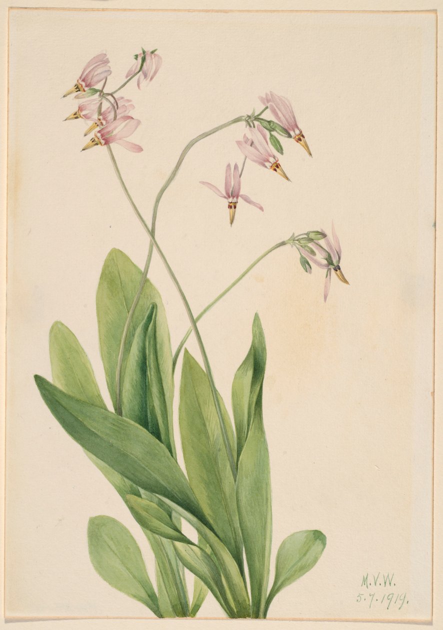 Estrela cadente (Dodecatheon meadia) de Mary Vaux Walcott