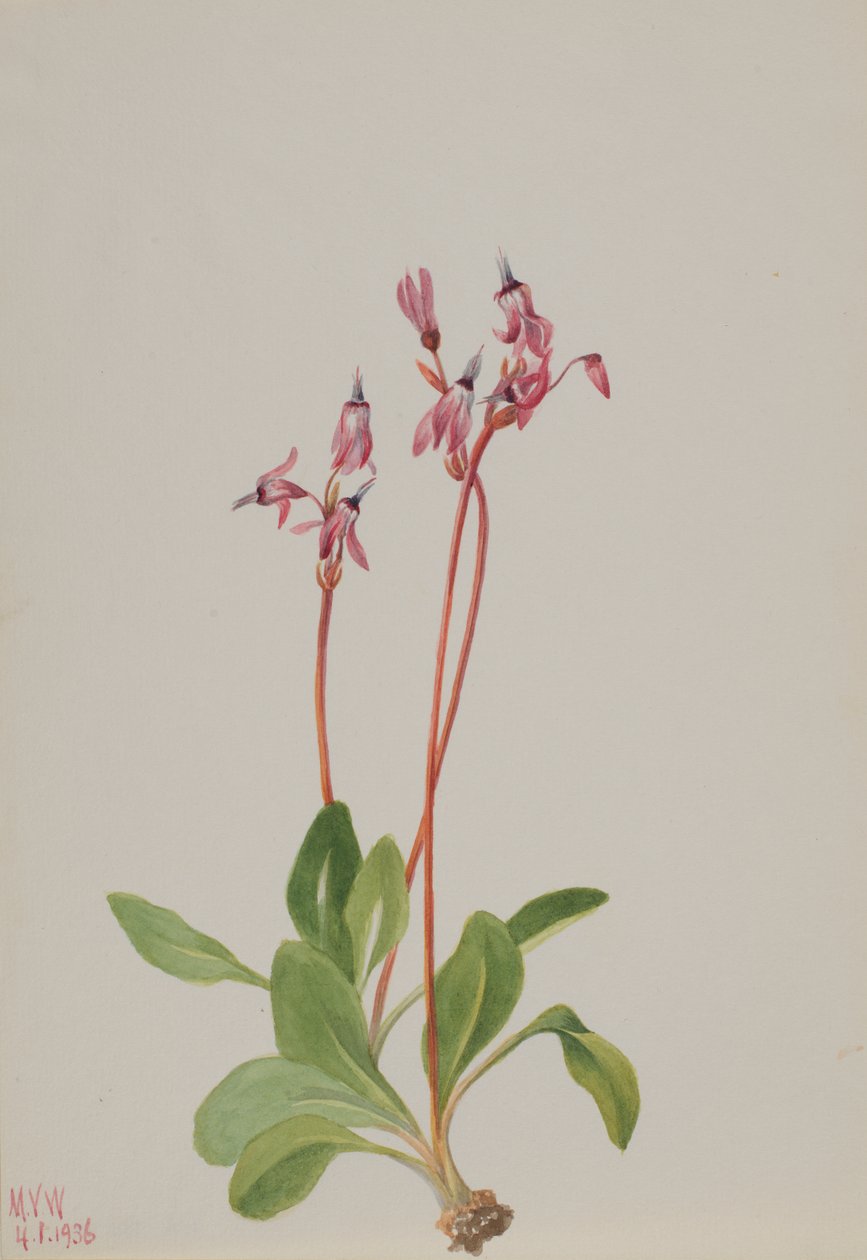 Shooting Star Dodecatheon Hendersonii, 1936. de Mary Vaux Walcott