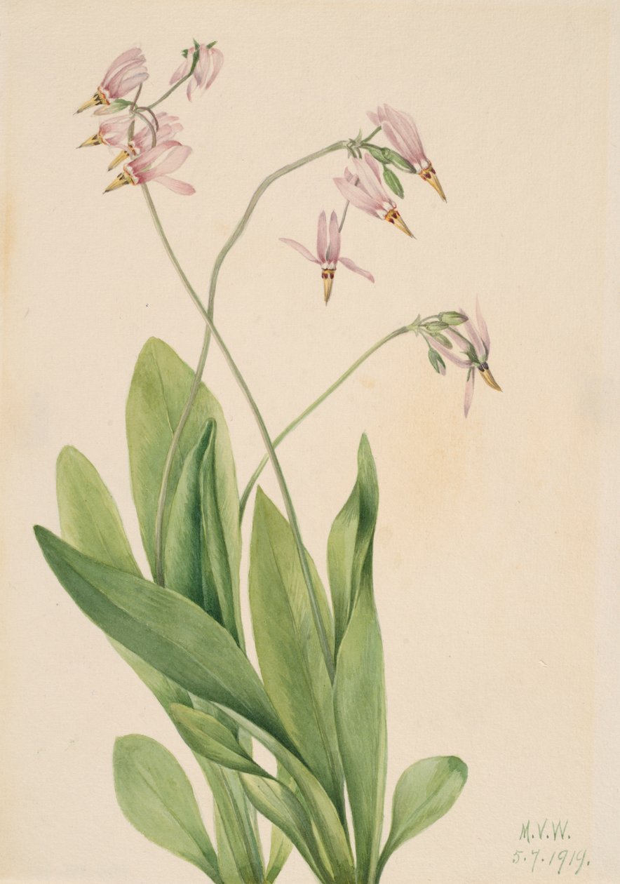 Shooting Star Dodecatheon meadia, 1919. de Mary Vaux Walcott