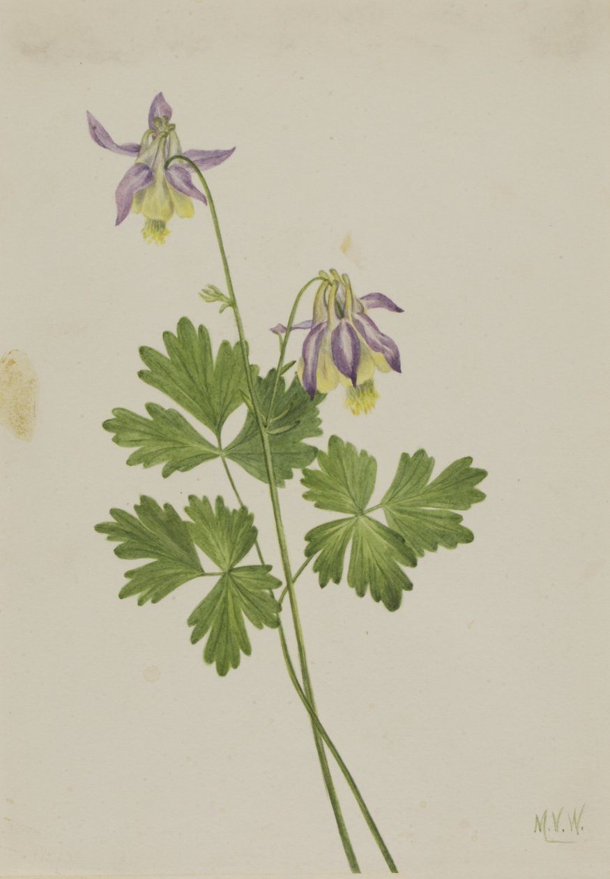 Columbina de polpa curta (Aquilegia brevistyla) de Mary Vaux Walcott