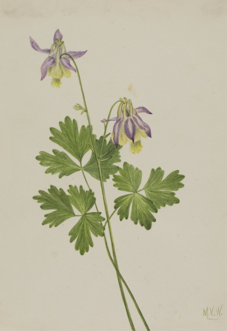 Shortspur Columbine Aquilegia brevistyla, 1907. de Mary Vaux Walcott