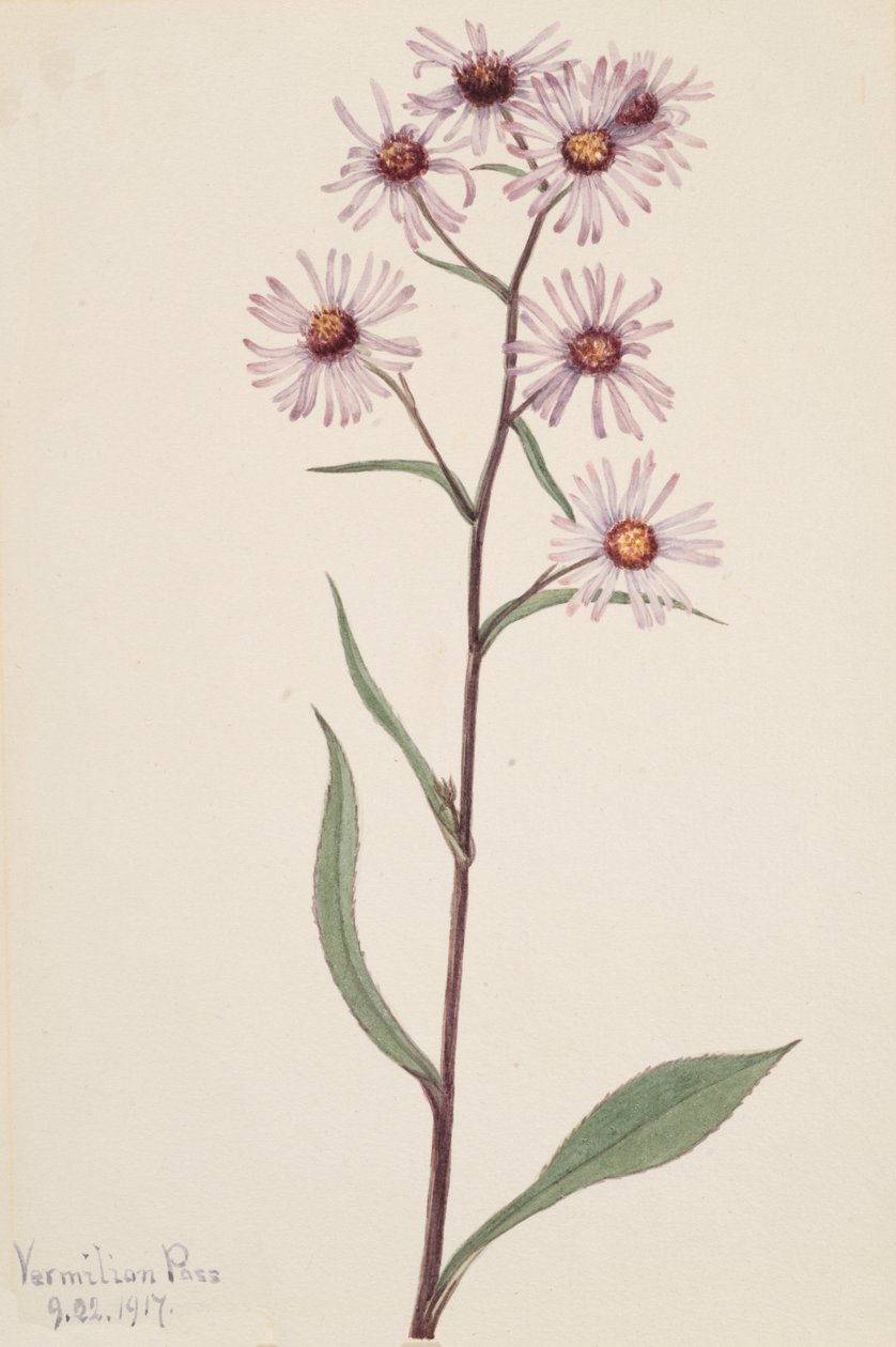 Showy Aster Aster Aster conspicuus, 1917. de Mary Vaux Walcott