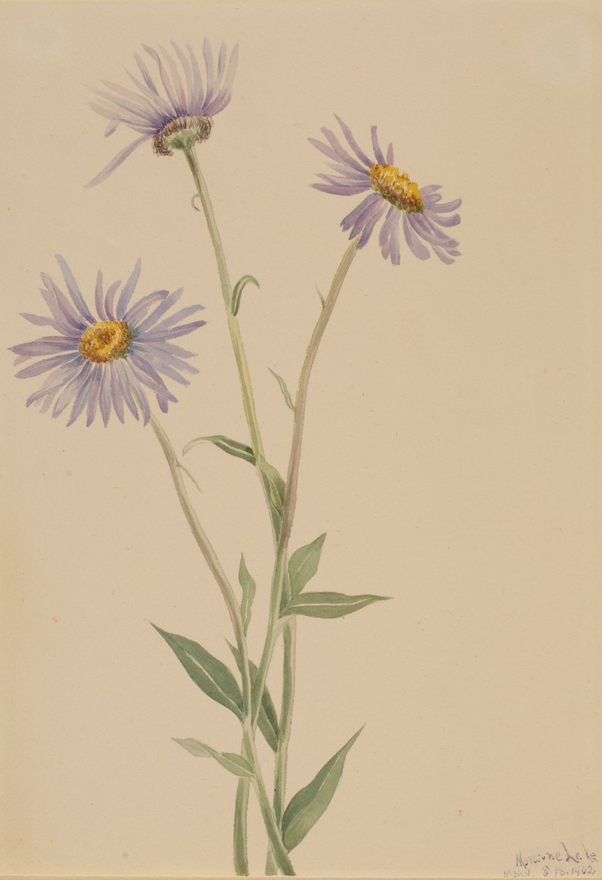 Erva-de-são-joão (Erigeron salsuginosus) de Mary Vaux Walcott