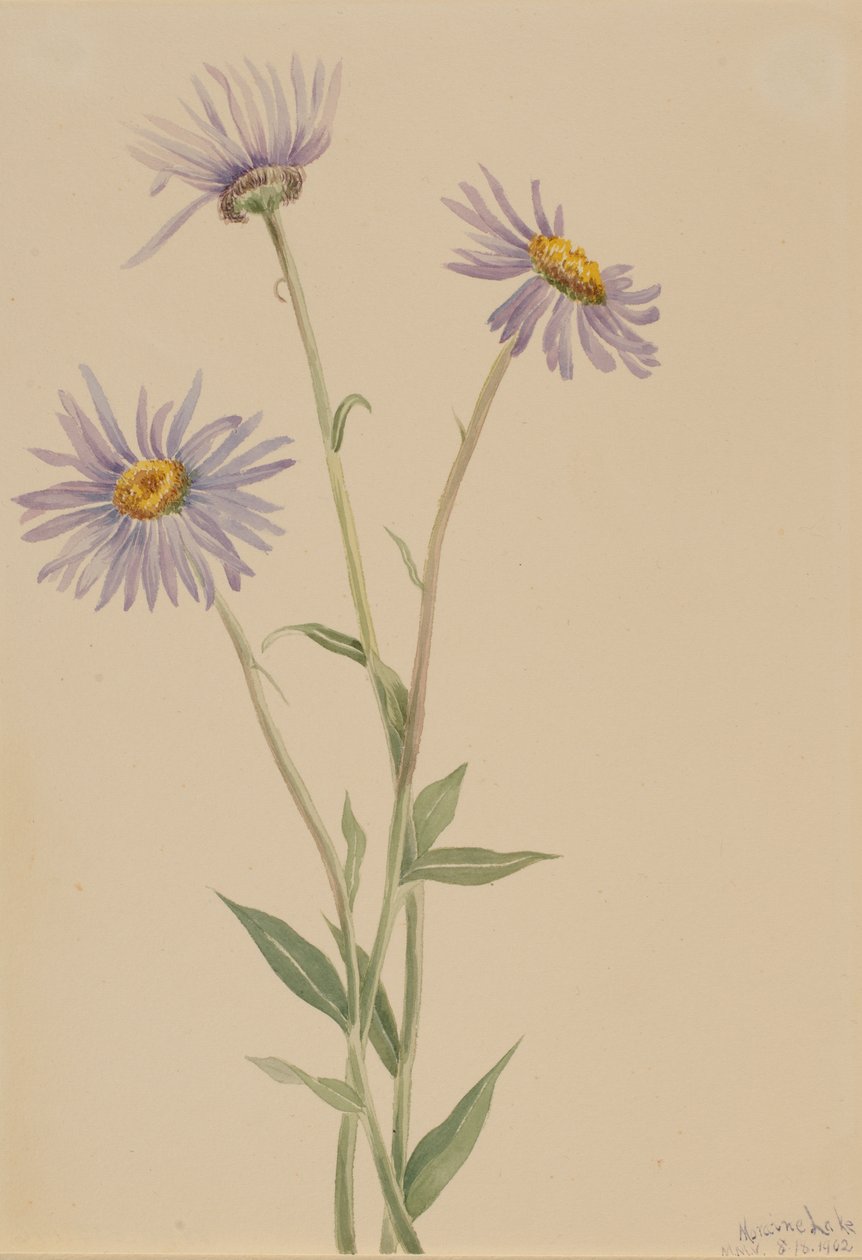 Showy Fleabane Erigeron salsuginosus, 1902. de Mary Vaux Walcott