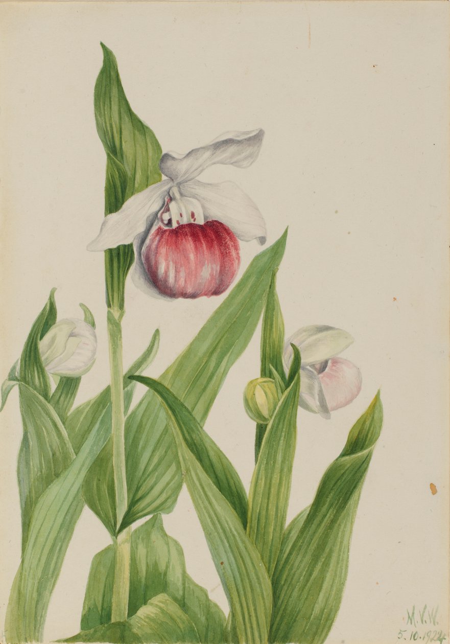 Chinelo de senhora vistoso (Cypripedium reginae) de Mary Vaux Walcott