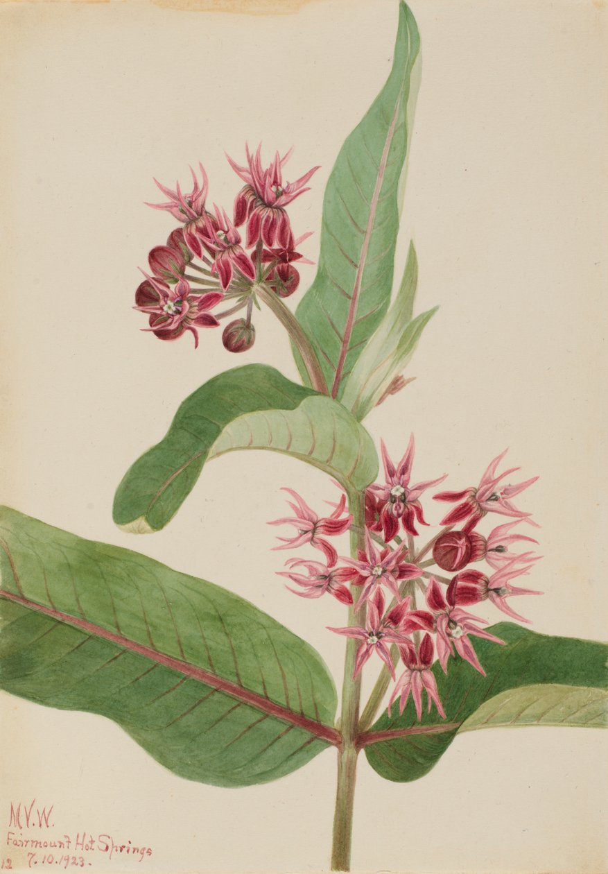 Showy Milkweed Asclepias speciosa, 1923. de Mary Vaux Walcott