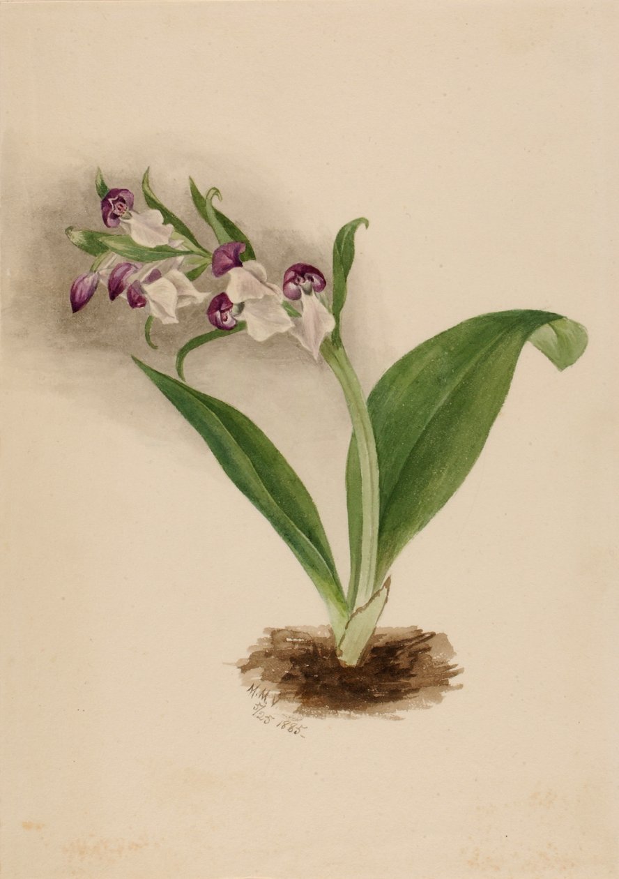 Orquídeas vistosas (Orchis spectabilis) de Mary Vaux Walcott