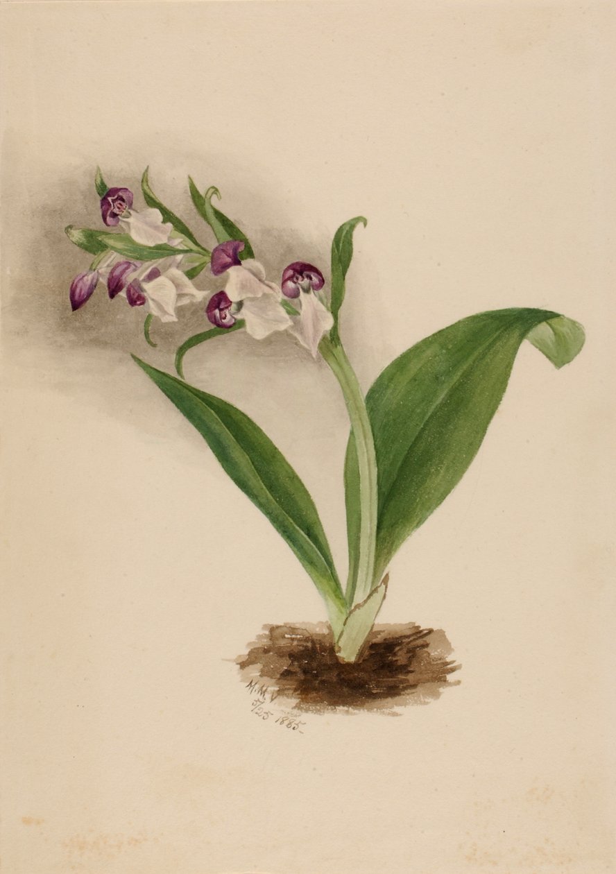 Showy Orchids Orchis spectabilis, 1885. de Mary Vaux Walcott