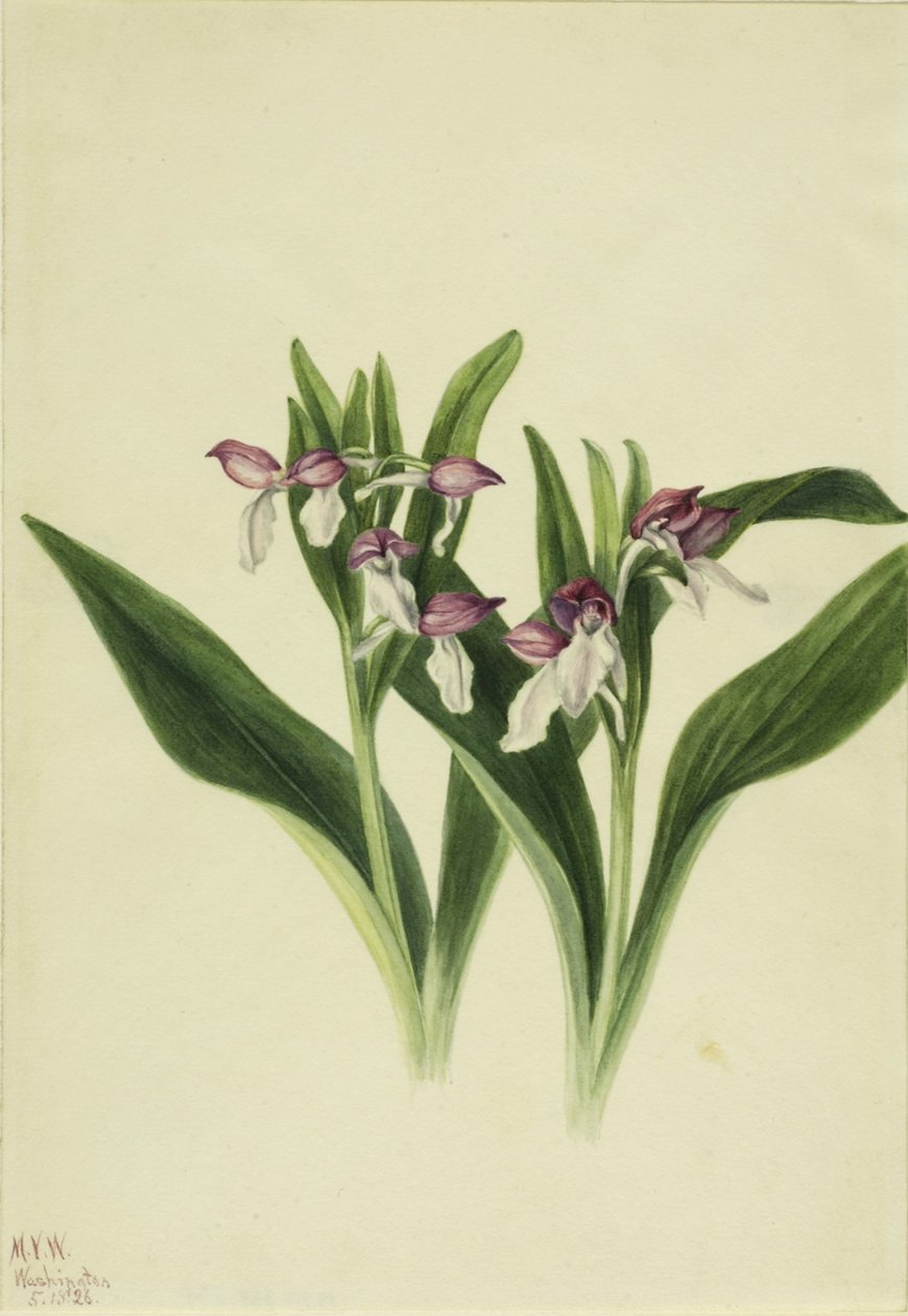 Orquídea vistosa (Orchis spectabilis) de Mary Vaux Walcott