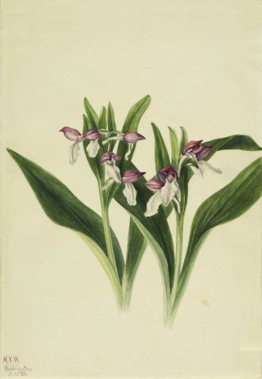 Showy Orchis Orchis spectabilis, 1926. de Mary Vaux Walcott