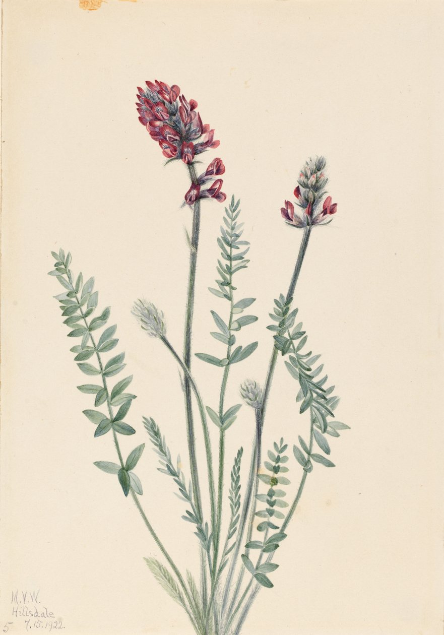 Oxytrope vistoso (Oxytropis splendens) de Mary Vaux Walcott
