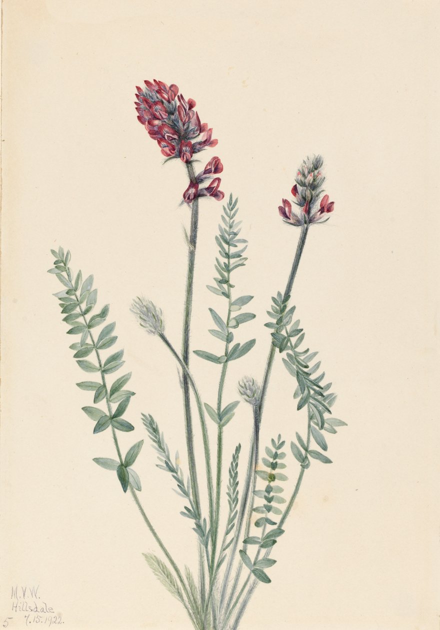 Showy Oxytrope Oxytropis splendens, 1922 de Mary Vaux Walcott