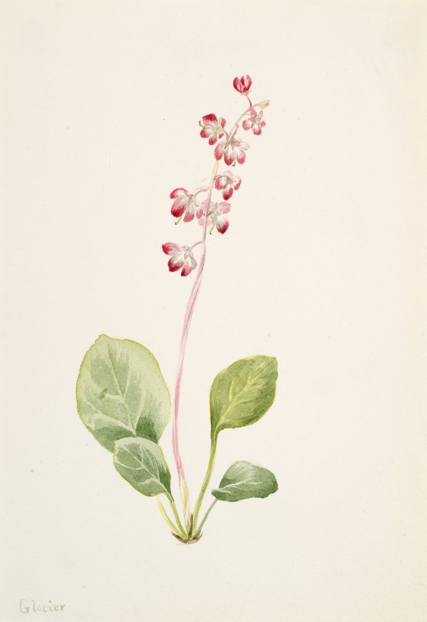 Showy Pyrolla Pyrola asarifolia, ca. 1903. de Mary Vaux Walcott